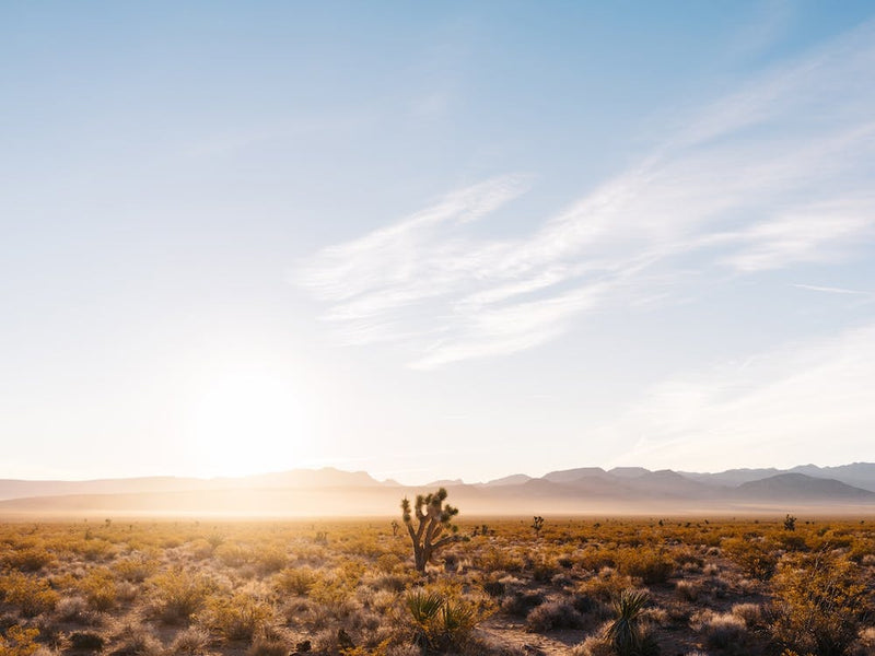Nevada Desert Sunrise V
