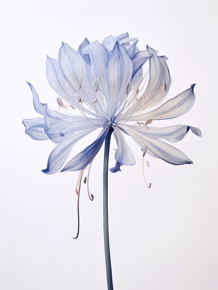 Pressed Flower Botanical Art Agapanthus 2
