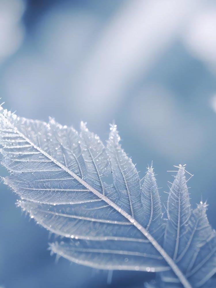 Frosty Leaf