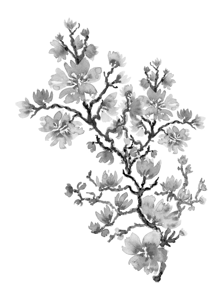 Chinese Cherry Blossoms