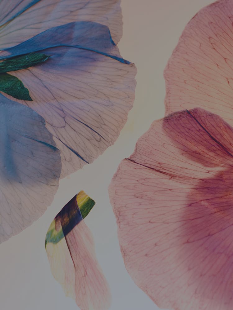 Flowers On Paper