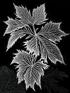 Nettle Leaf Linocut 1