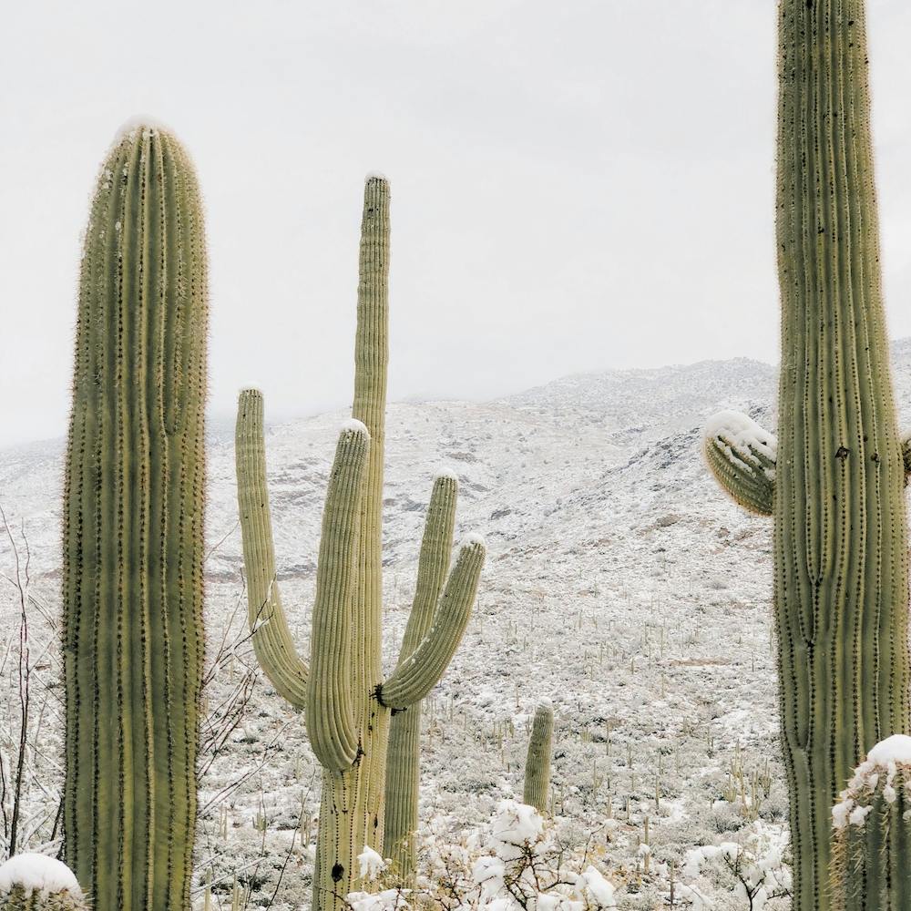 Snow Storm In The Desert
