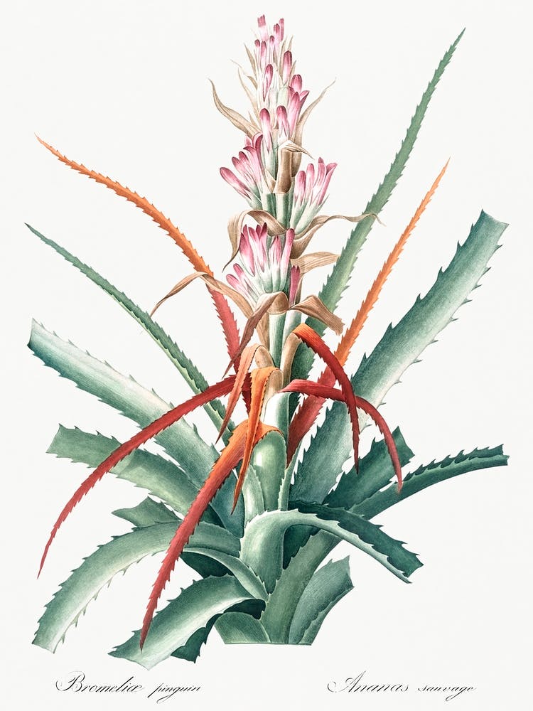 Piñuela Illustration, Pierre Joseph Redoute