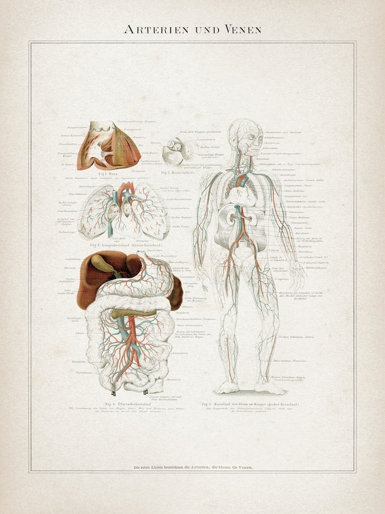 Vintage Meyers 7 Arterien Und Venen