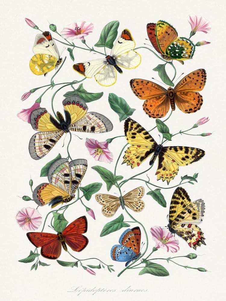 Vintage Butterfly & Moth Painting