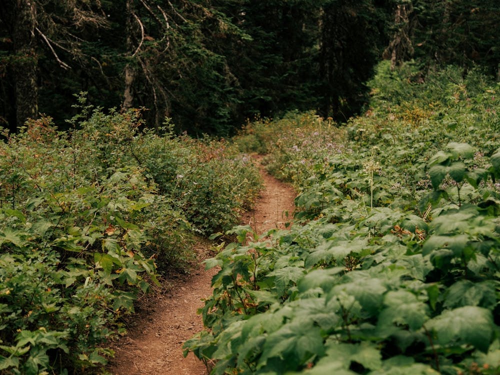 Winding through the Forest
