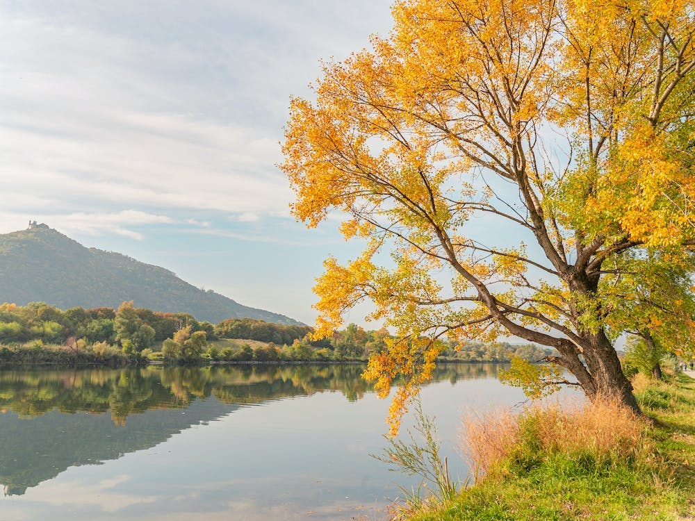 Autumn Tree By The Lake