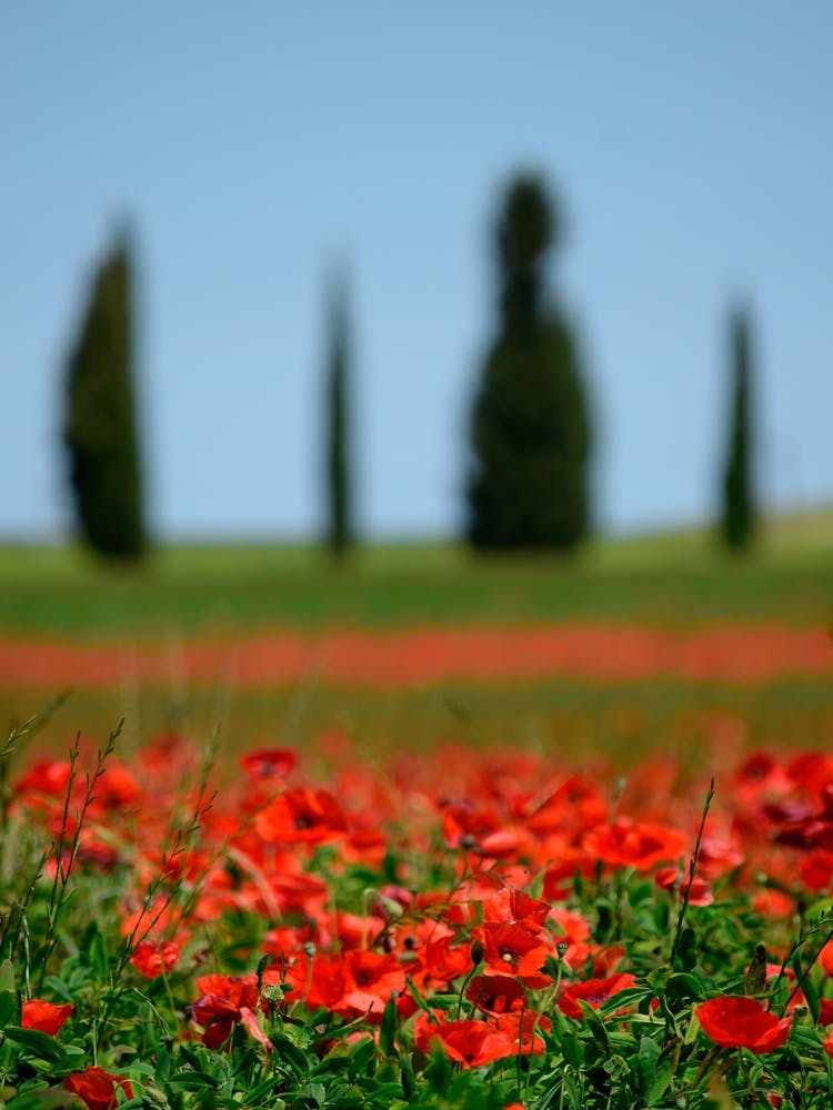 Italy Tuscany Field Of Poppies