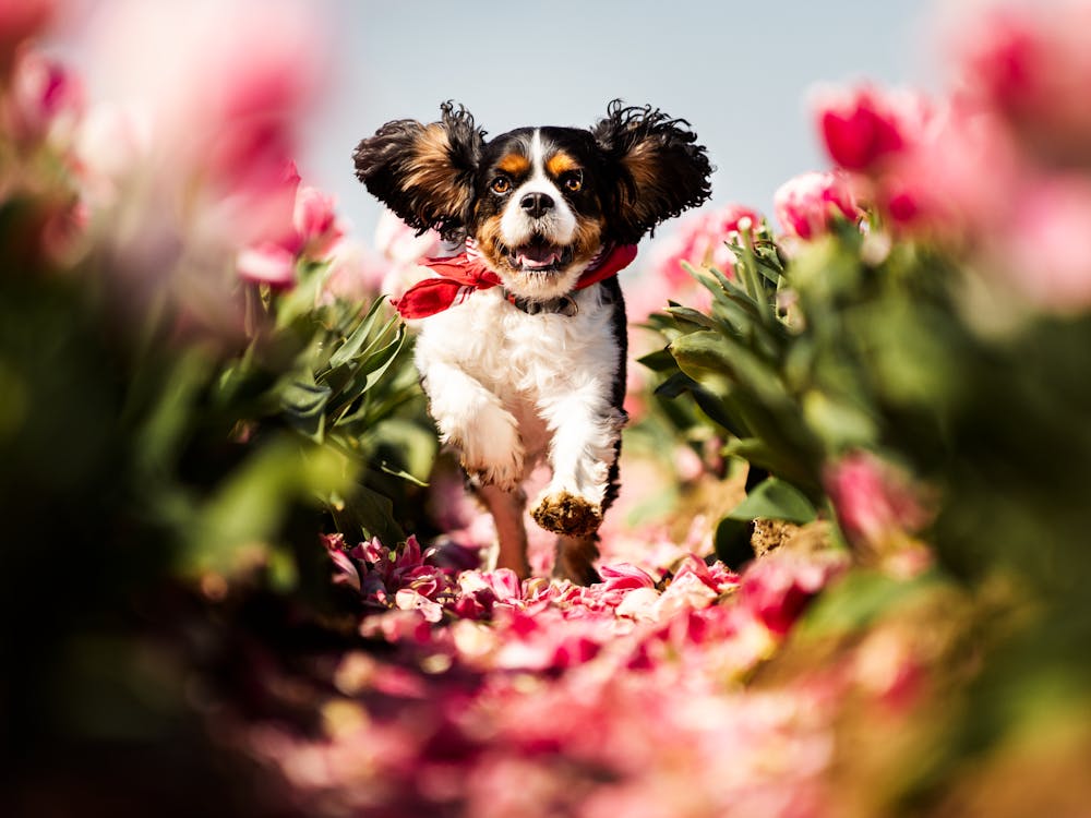 Cavalier King Charles Spaniel Running Through the Tulips - Belgium dog photo print - moody animal photography art