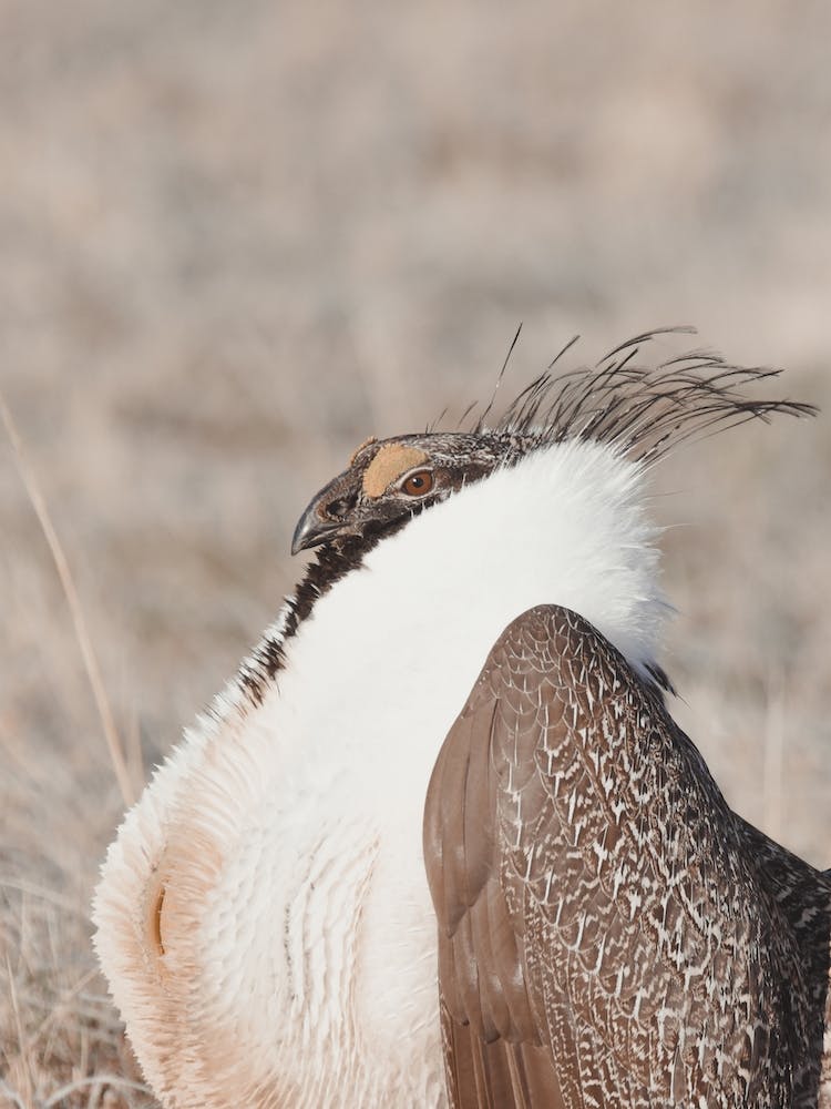 Sage Grouse In Idaho