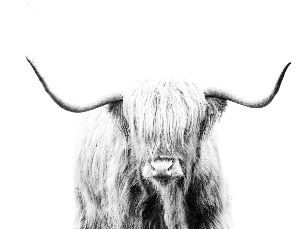 Highland Cow