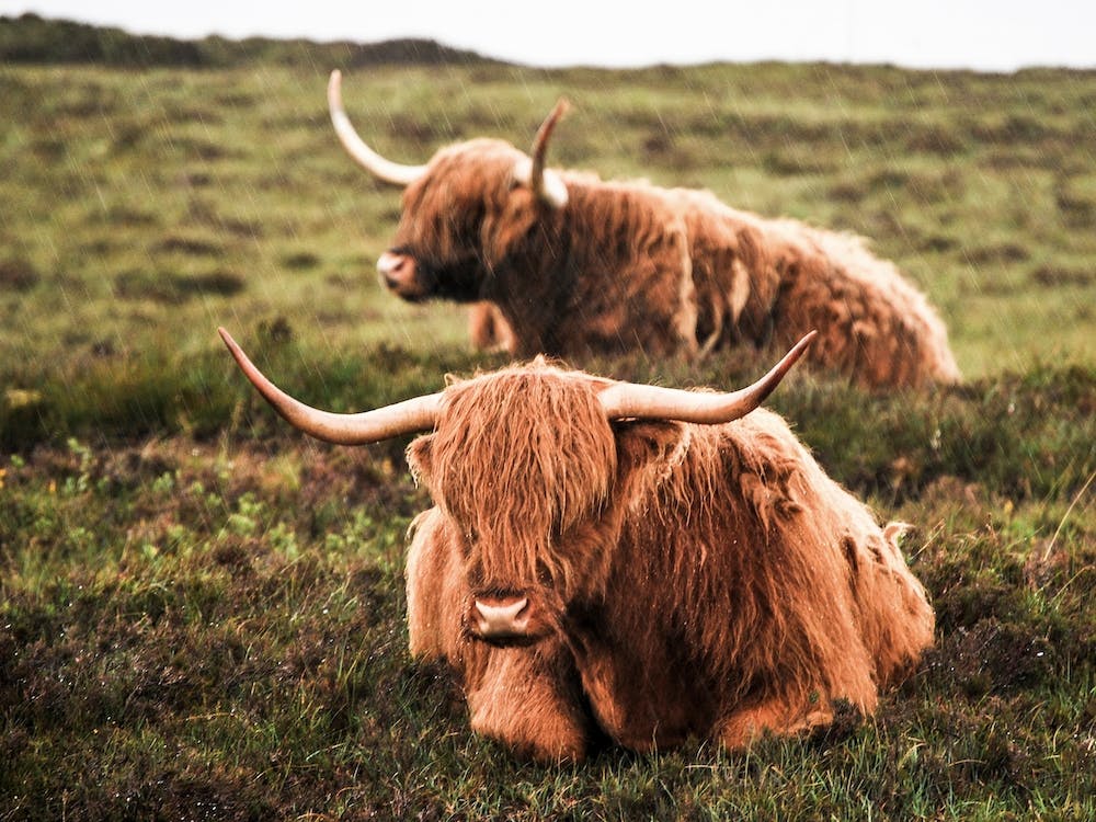 Highland Cows