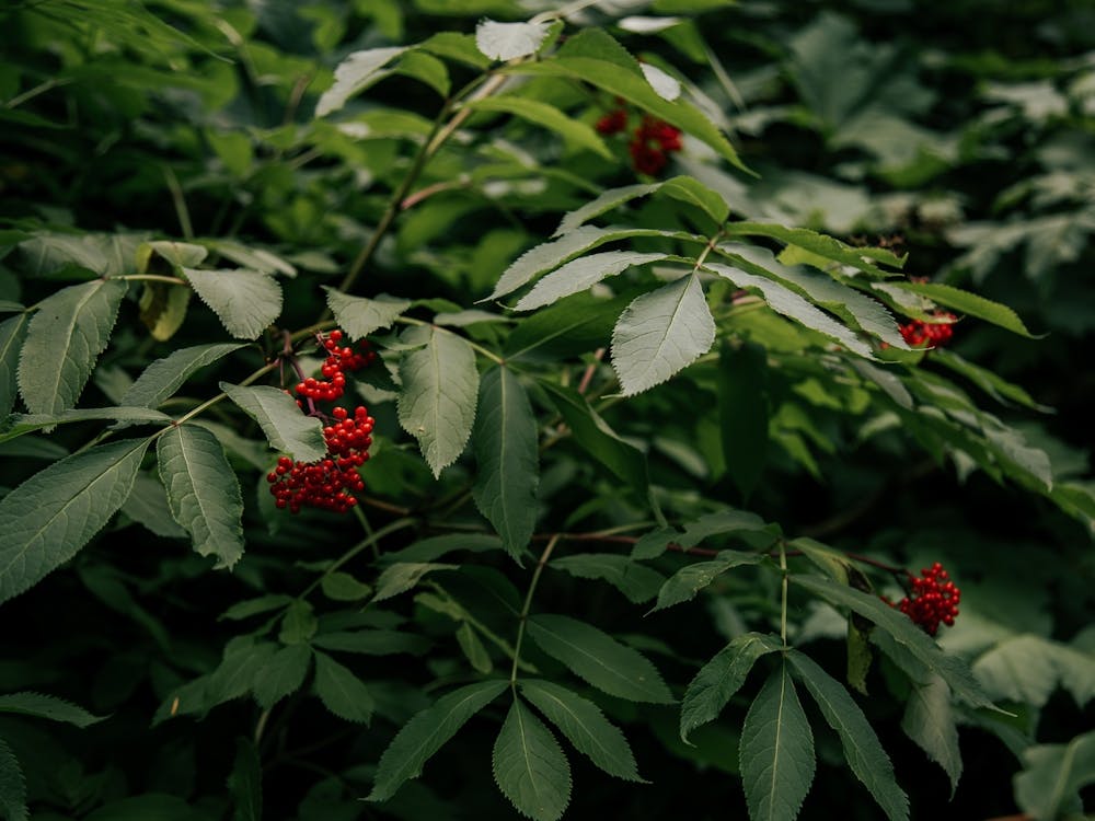 Red Elderberry