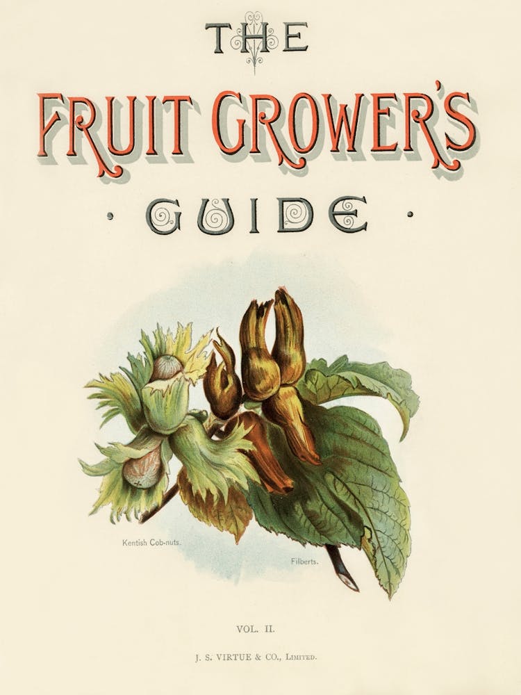 Vintage Illustrations Of Fruits, John Wright