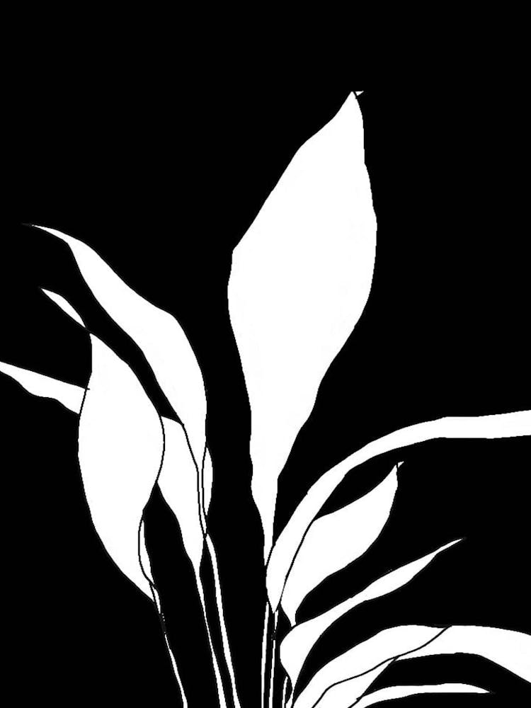 Black And White Plant