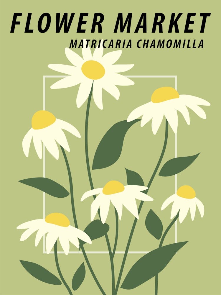 Flower market Chamomile Daisy, Green floral art print