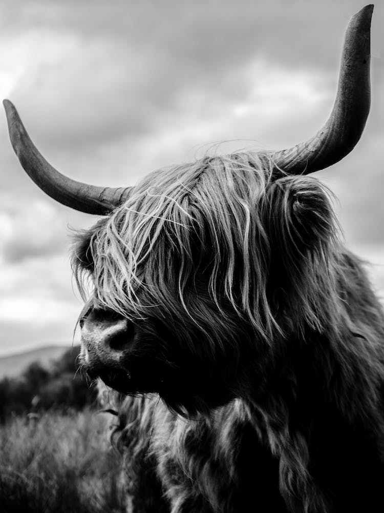 Scottish Highland Cattle Black And White