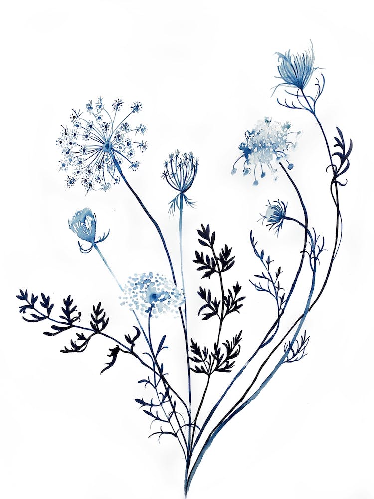 Queen Anne's Lace 14