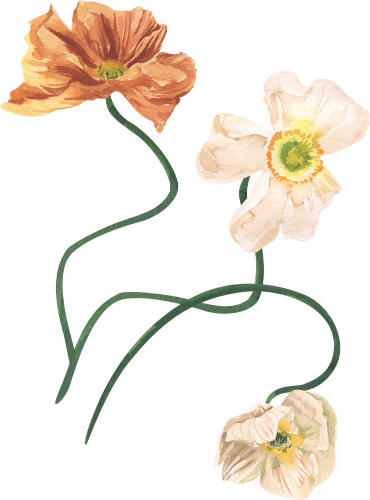 Poppies