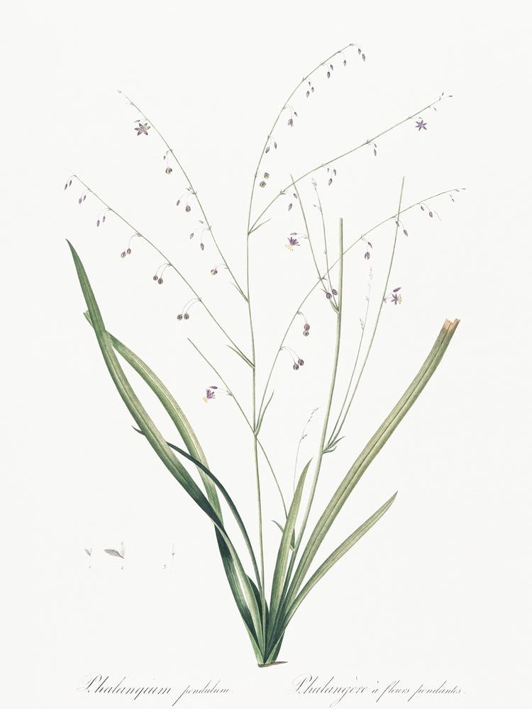 Pale Vanilla Lily Illustration From Les Liliacées (1805), Pierre Joseph Redoute