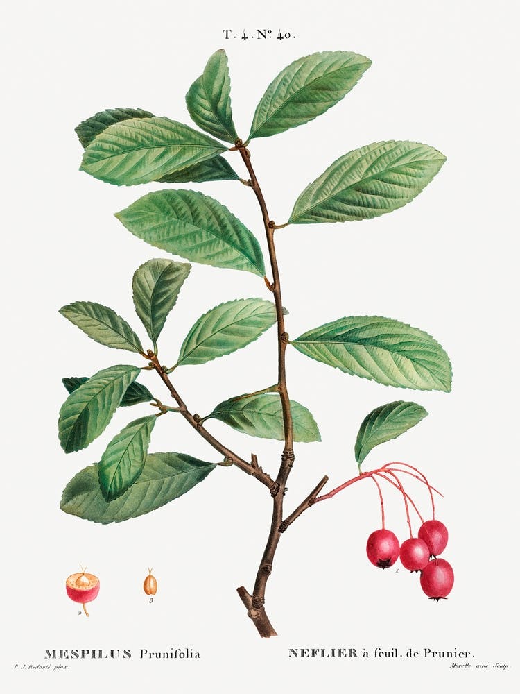 Broad Leaved Cockspur Thorn, Pierre Joseph Redoute