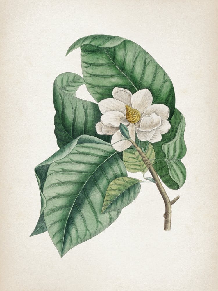 Vintage Catesby 2 Magnolia Parvus