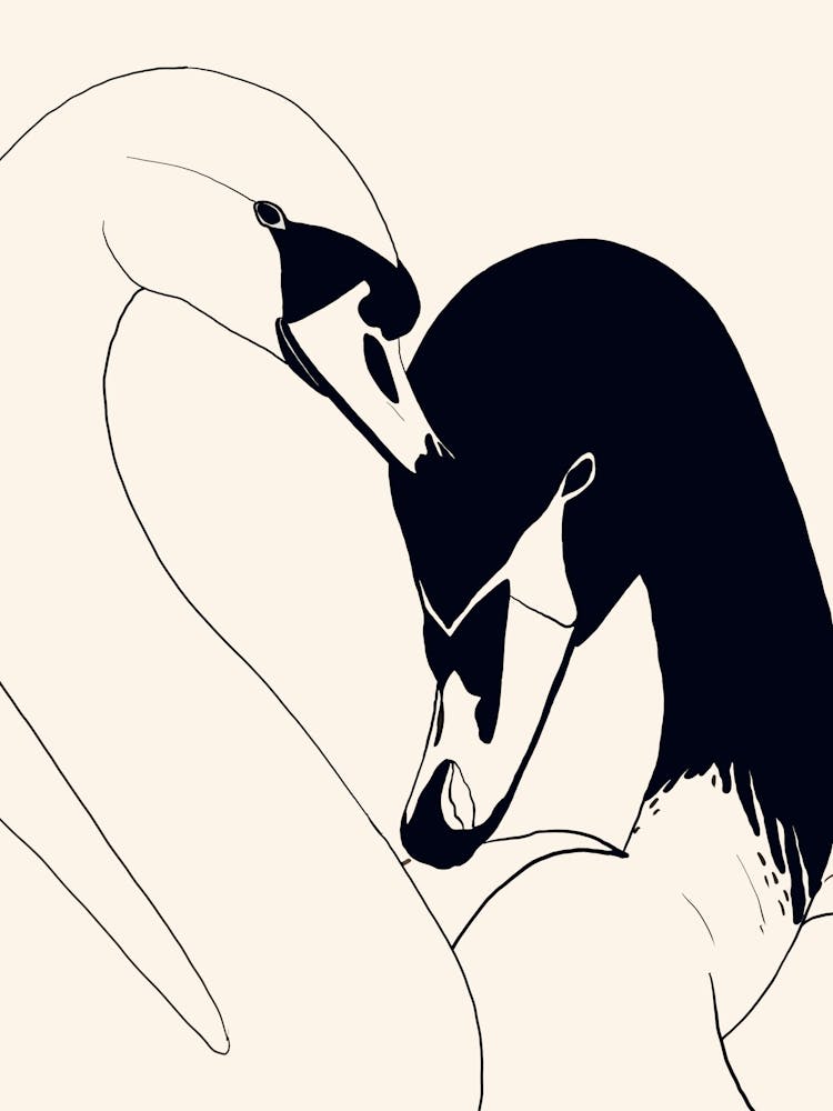 Two Swans 3