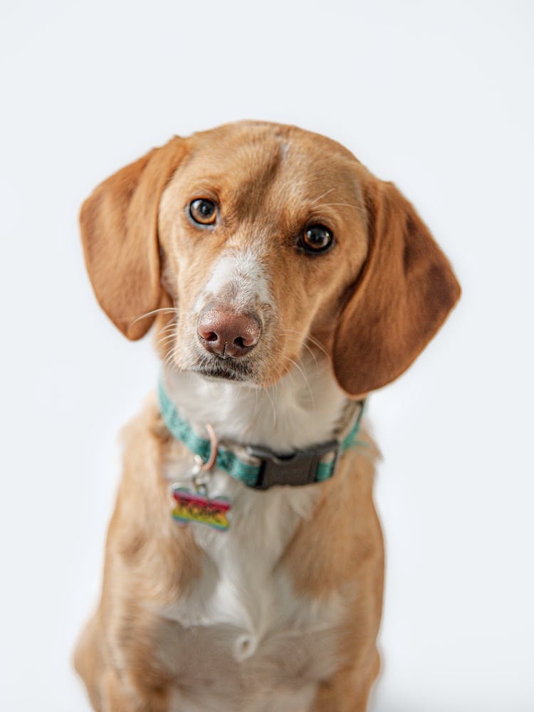 Beagle