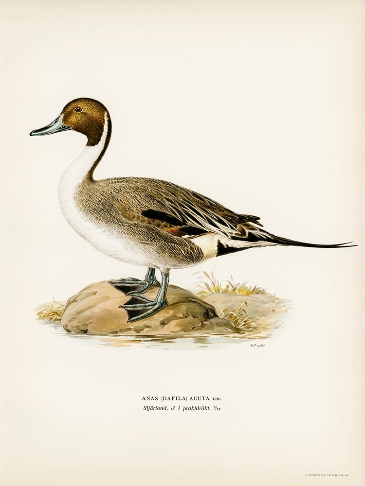 Northern Pintail, The Von Wright Brothers 1