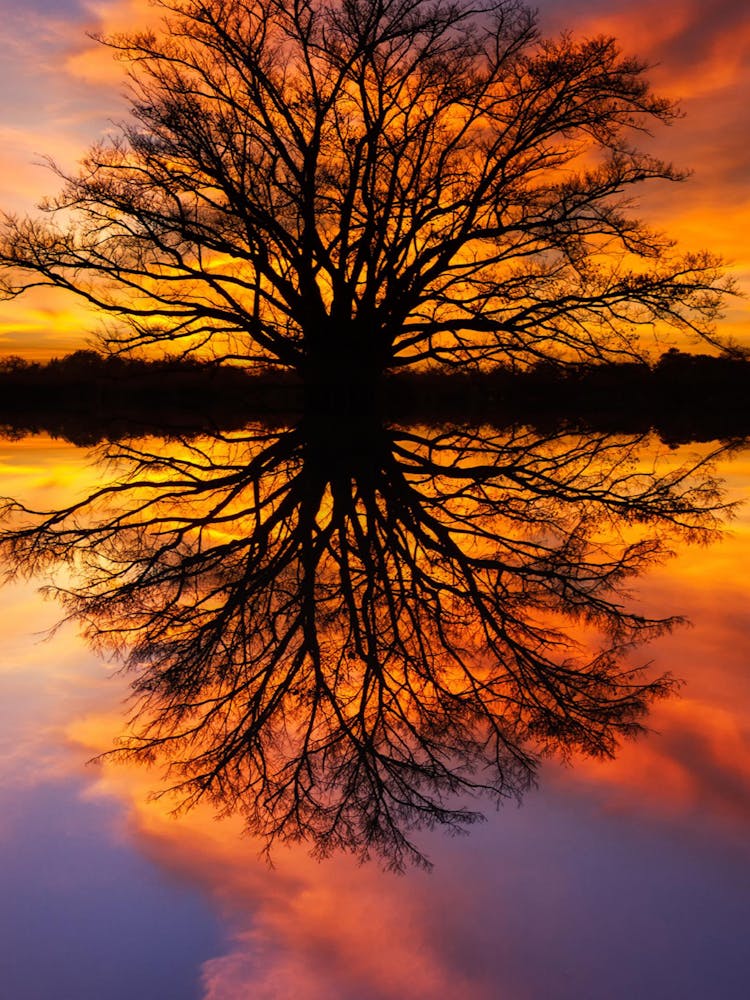 Tree At Sunset