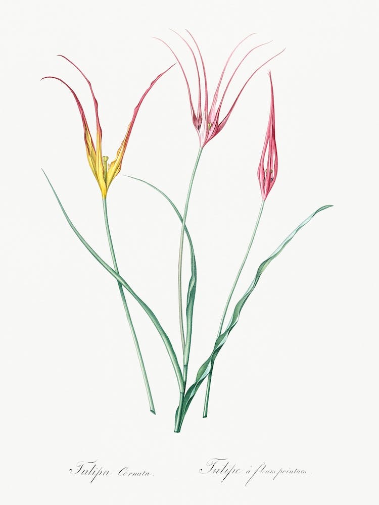 Horned Tulip Illustration From Les Liliacées, Pierre Joseph Redouté