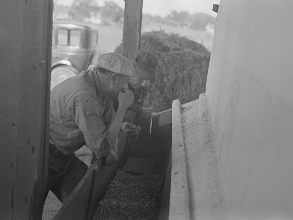 Farmers Talking While Watching Shelled Peas Coming From Pea Vinery, Near Sun Prairie, Wisconsin By Russell Lee