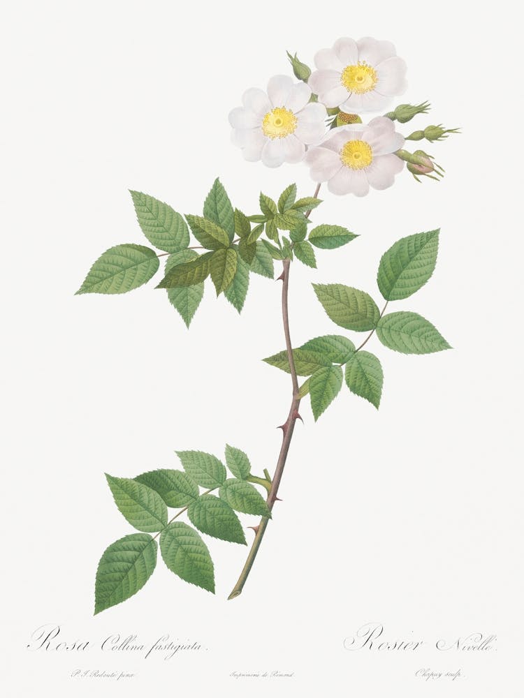 Rosa Collina, Pierre Joseph Redoute