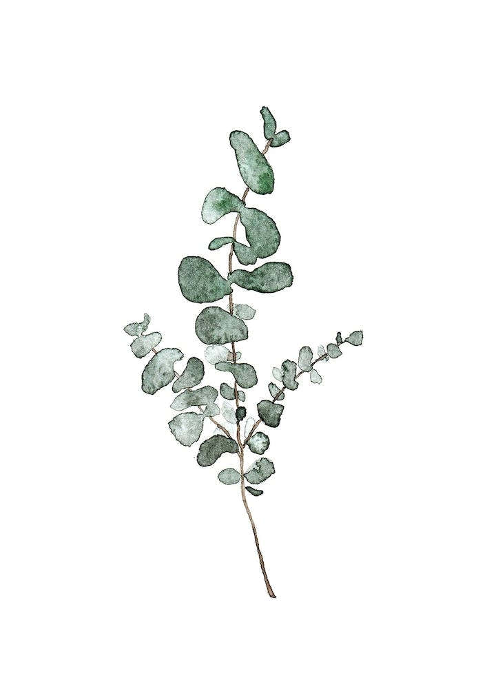 Eucalyptus