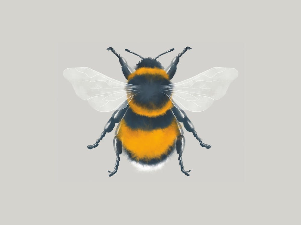 Bee Watercolour Painting