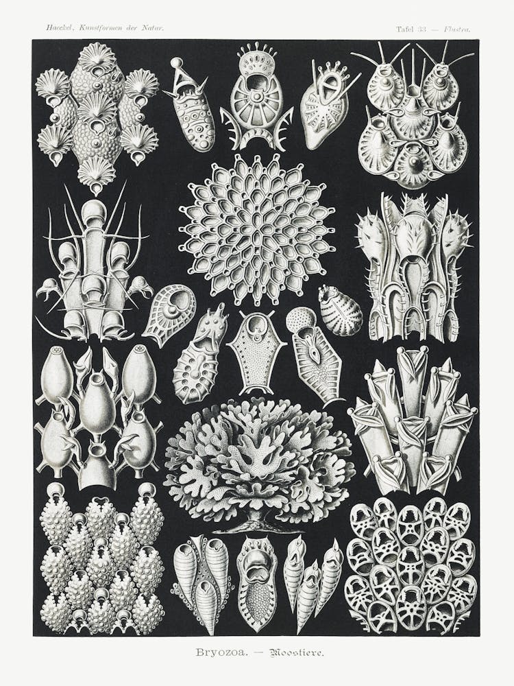Collection Of Fossils