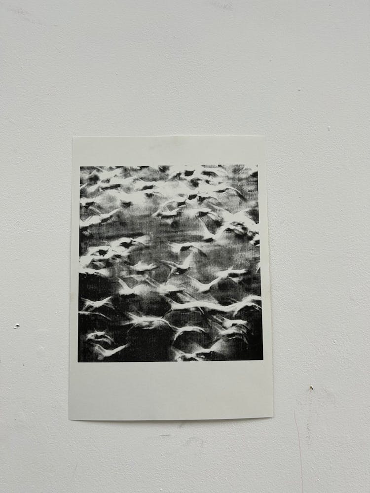 “These prevailing winds” - Prints for Palestine