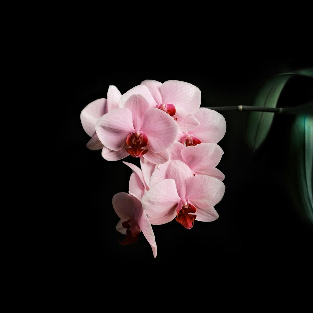 Blooming Orchid // Nature Photography