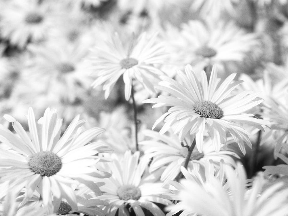Black And White Daisies