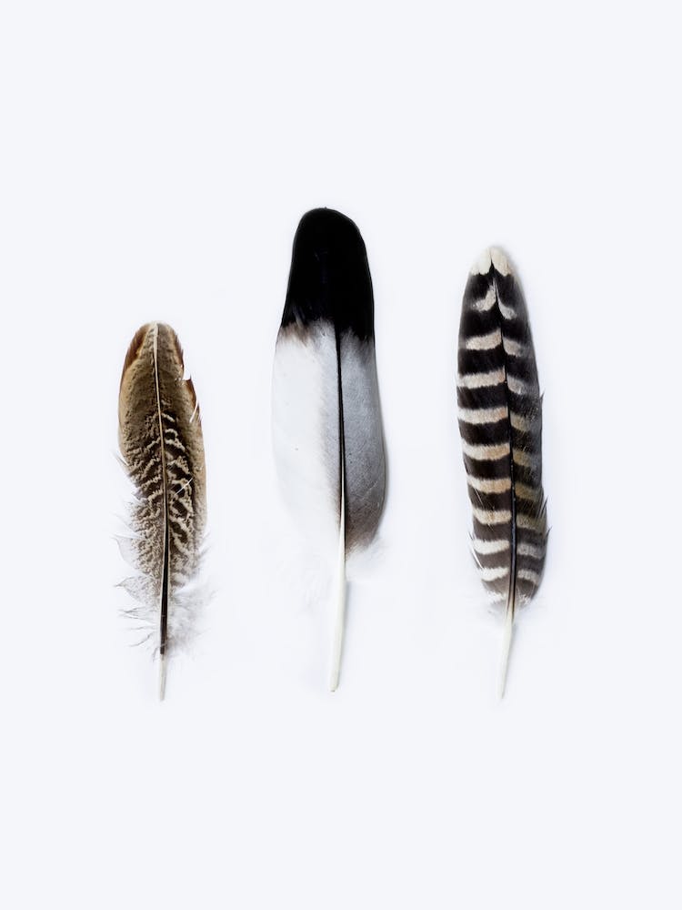 Three Feathers