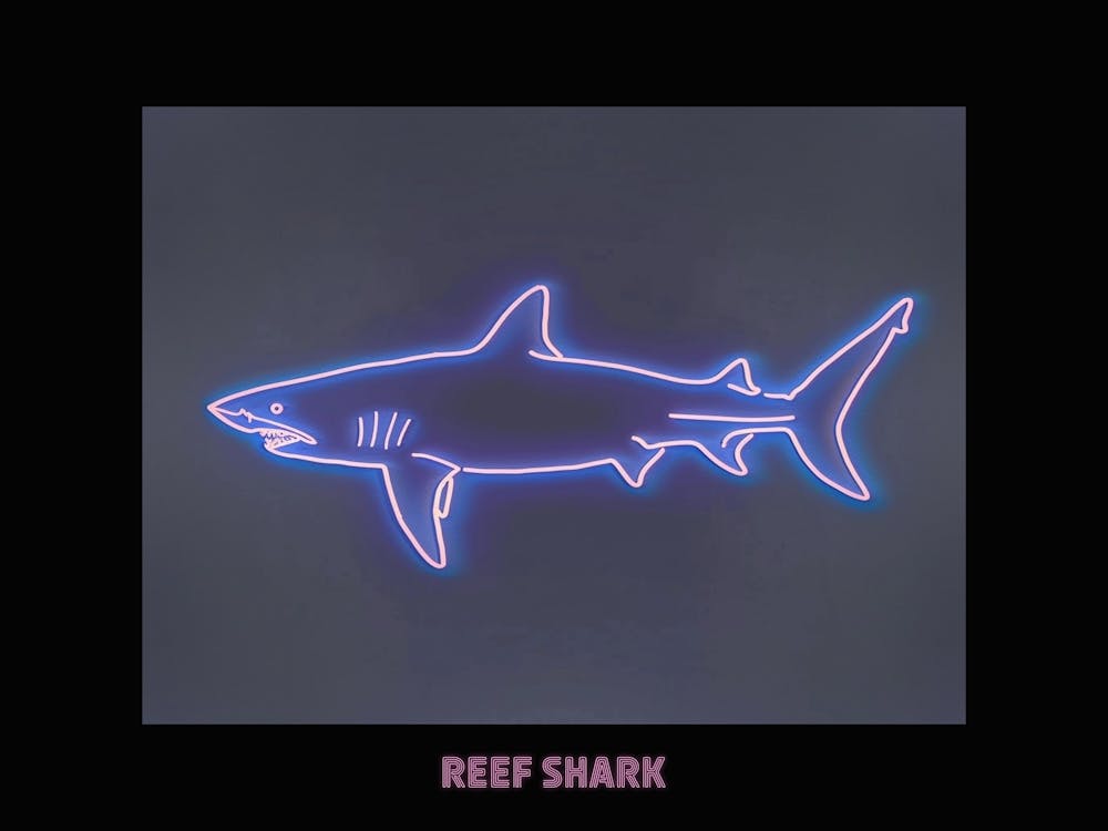 Neon Pink White Tip Reef Shark Poster 3