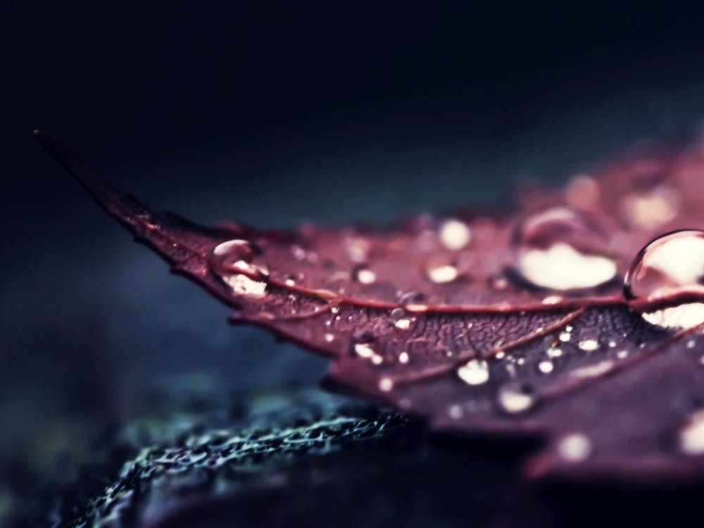 Raindrops On A Leaf