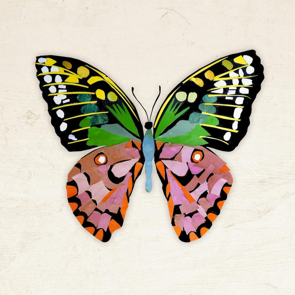 Butterfly In Green And Purple