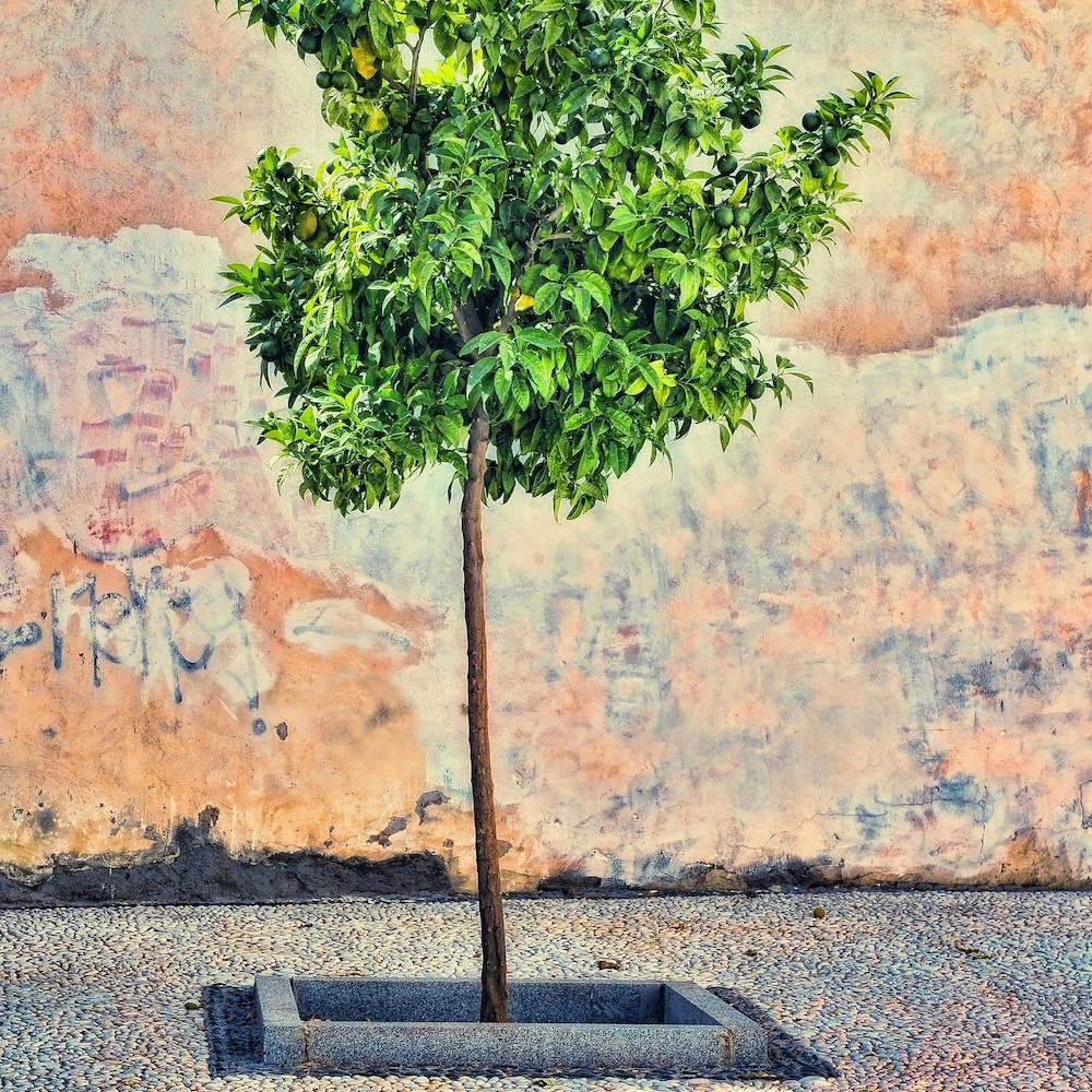 Small Orange Tree Of Granada Square