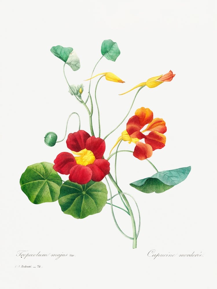 Monk'S Cress, Pierre Joseph Redouté