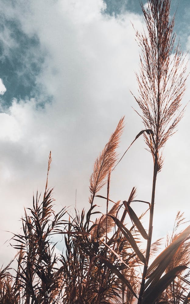 Grass