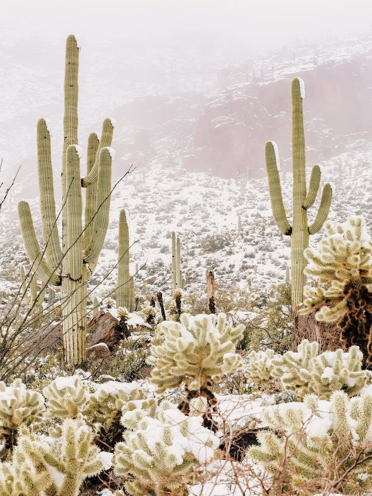 Winter Snowy Desert
