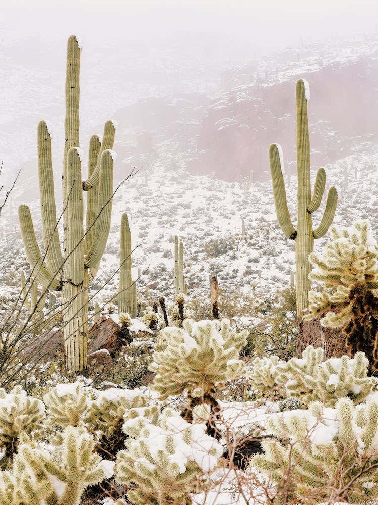 Winter Snowy Desert