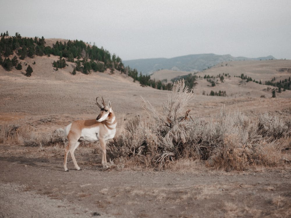 Sagebrush Pronghorn